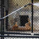 A worker sprays disinfectant near the tiger cages at Alipore Zoological Garden in Kolkata.
